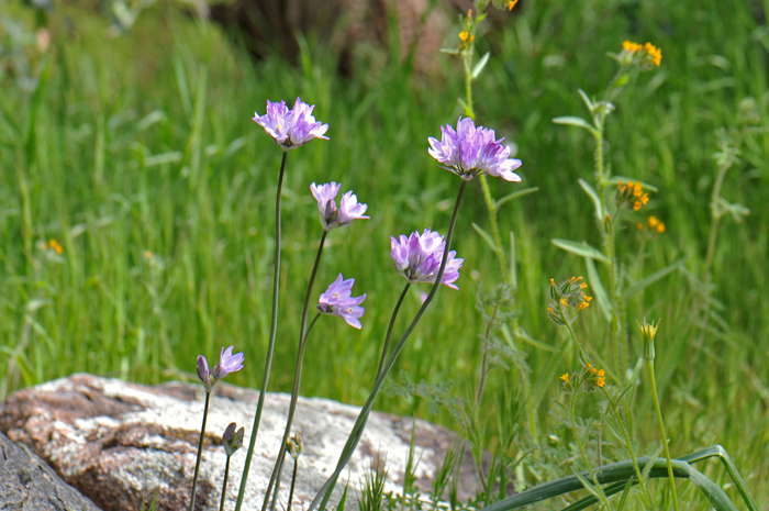 Bluedick is a native, perennial member of the Lily family that grows up to 2 feet or more. Flowering stems are leafless scapes. Dichelostemma capitatum 